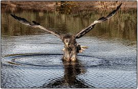 European sea eagle by Gijs te Pas