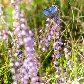 Beautiful common blue on the heath by Robbert De Reus