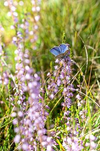 Vlinder: Prachtig icarusblauwtje op de heide van Robbert De Reus