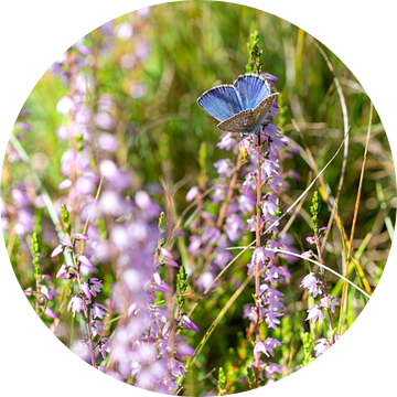 Vlinder: Prachtig icarusblauwtje op de heide van Robbert De Reus