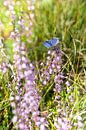 Schönes Ikarusblau in der Heidelandschaft von Robbert De Reus Miniaturansicht