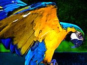 Proud Parrot by Dirk H. Wendt thumbnail