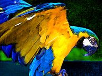 Proud Parrot