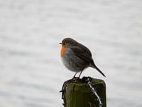 Robin