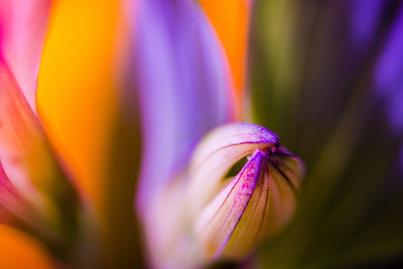 Tulip bud macro by Gea Gaetani d'Aragona