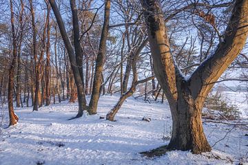 Bos in de Sneeuw van Zwoele Plaatjes