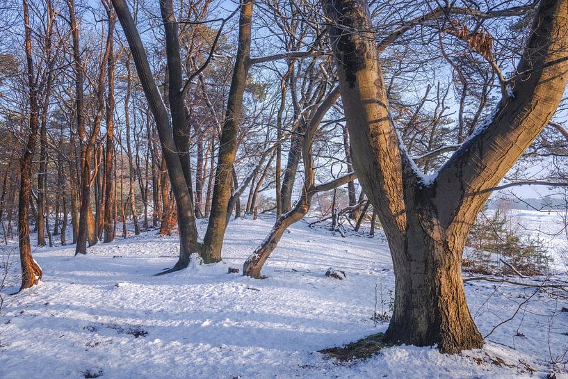 Forest in the Snow by Zwoele Plaatjes
