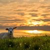 Texels lammetje chillen onder een prachtige zonsondergang van Texel360Fotografie Richard Heerschap