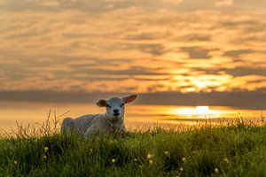 Texel-Lamm chillt unter einem schönen Sonnenuntergang