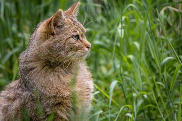 Close up portret van de Europese Wilde Kat van Wildlife Designs