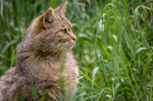 Close up portrait of the European Wildcat
