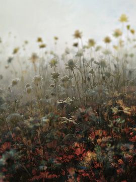 Les Fileds XLII sur Zand