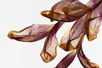 Terra - Der Fingerabdruck der Blätter