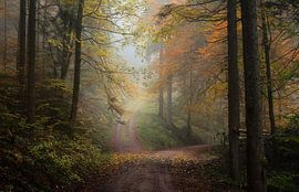 Autumn in the Black Forest by Guido de Kleijn