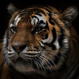 Tiger in Farbe von Jan Jacob Alers