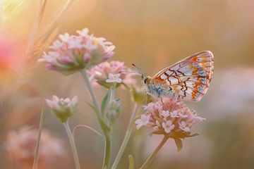 Foto van een vlinder, rustend op roze bloemen van Joriali fotografie en digitale kunst