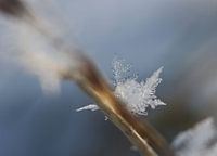 sneeuwvlok op rietstengel