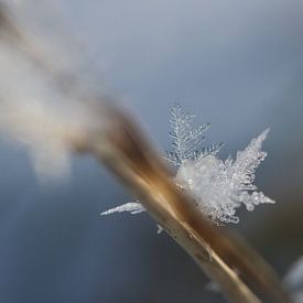 sneeuwvlok op rietstengel van Sandra Keereweer