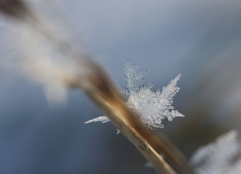 sneeuwvlok op rietstengel van Sandra Keereweer