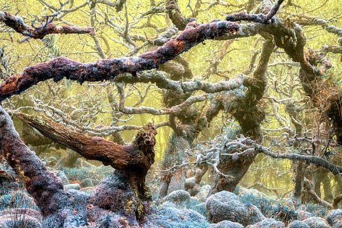 Verzauberter Waldvogel, Großbritannien
