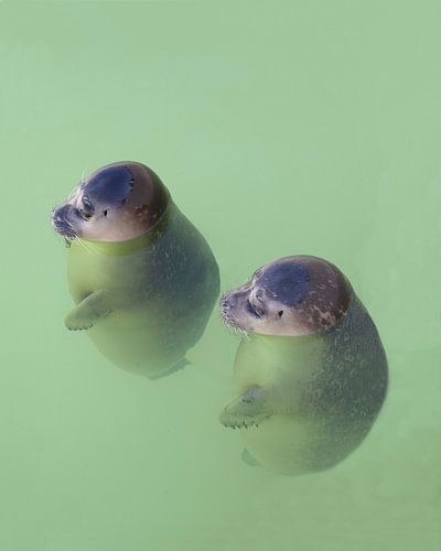 Babyseals from Texel