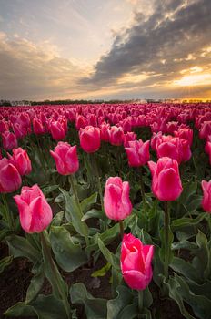 Nahaufnahme von rosa Tulpen in einem Tulpenfeld bei Sonnenuntergang