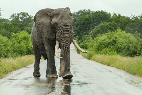 Olifant op een missie