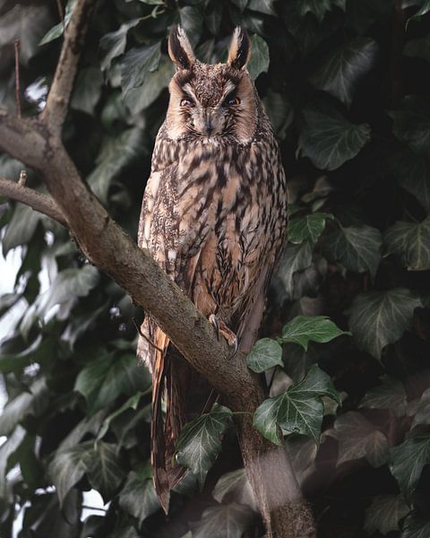 Long-eared owl by Nardo Jacobs