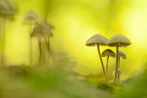 Champignons sur Elles Rijsdijk