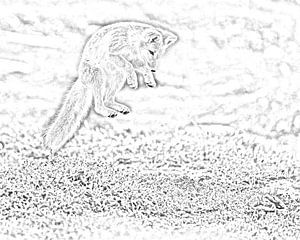 Polarfuchs