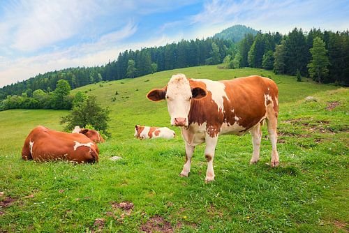 groep bavariaanse koeien op groene weide, alpenlandschap