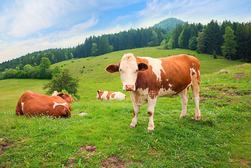 groep bavariaanse koeien op groene weide, alpenlandschap van SusaZoom