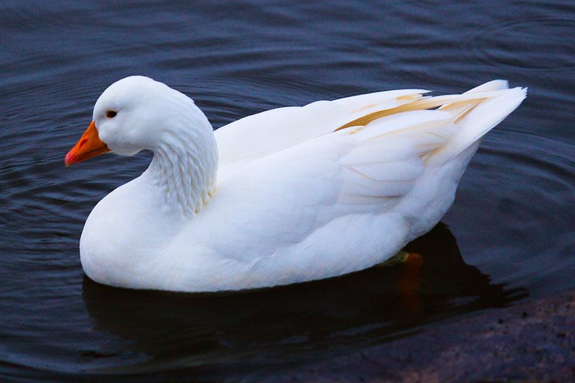 Witte eend by Christiaan Klompstra