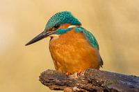 IJsvogel
