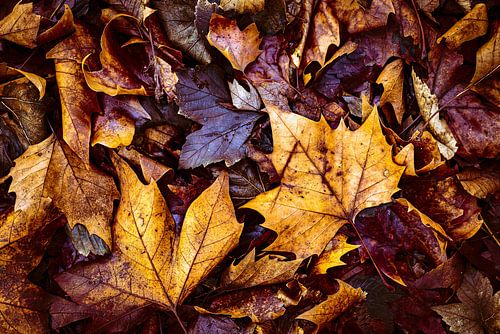 Maple leaves on brown foliage in winter transience and death