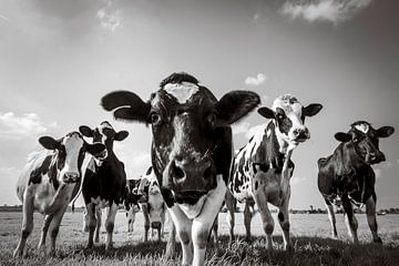 Kühe in einem Feld während des Sommers in Schwarzweiss