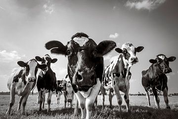 Koeien in de wei in de zomer in zwart wit