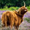 Grappige Schotse Hooglander op de paarse heide van Laura Wubben