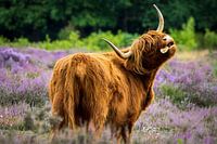 Drôle de Highlander écossais sur les landes violettes