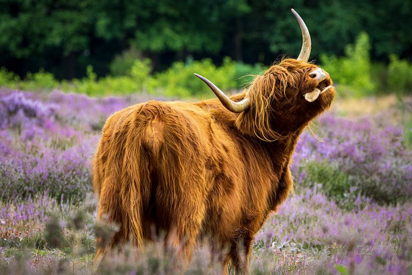 Grappige Schotse Hooglander op de paarse heide van KiekLau! Fotografie