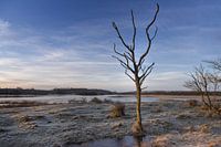 arbre