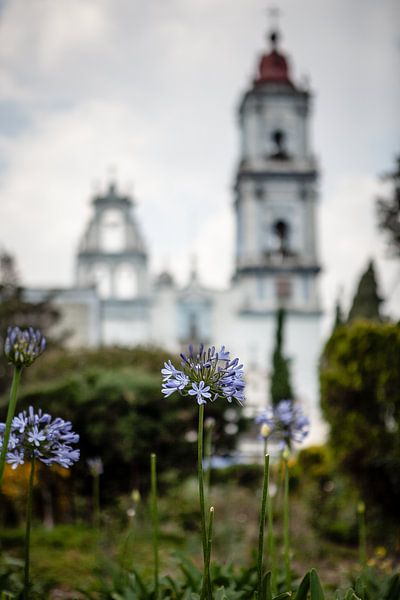 bloem en kerk in Toluca Mexico van Eric van Nieuwland