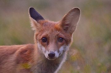 Vigilant fox by Geert De Graaf