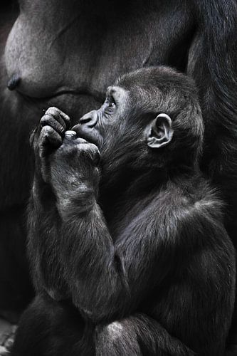 A worried gorilla baby raises its hands to its face, a cute but worried child