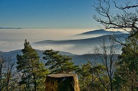 Vogeselandschaft von Tanja Voigt