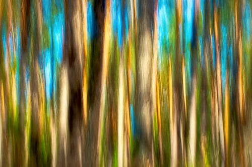 EILAND FISCHLAND-DARSS-ZINGST ICM - shining trees