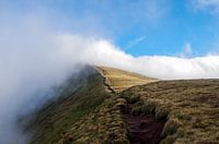 Corn du
