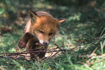 Jong vosje loopt tussen de takjes en het gras op zoek naar eten van Jolanda Aalbers