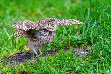 Het Amerikaanse holenuiltje - Athene cunicularia (voorheen bekend als Speotyto cunicularia)