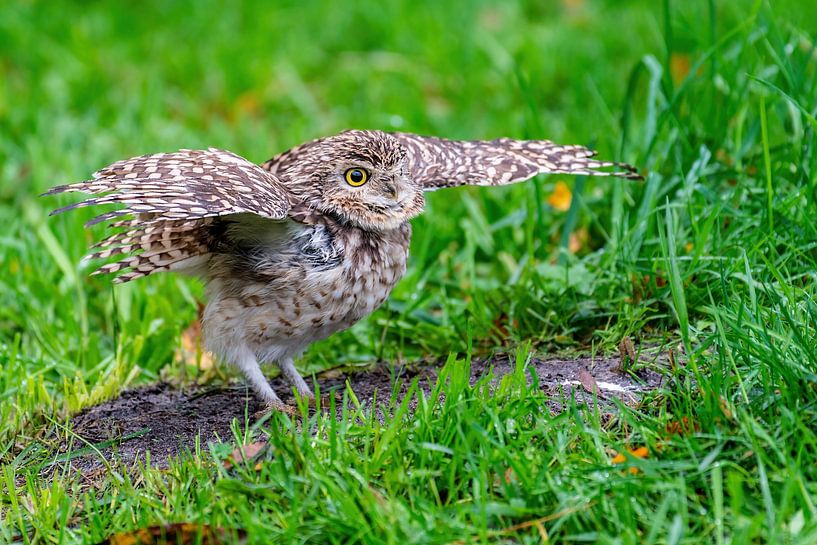 The American burrowing owl - Athene cunicularia (formerly known as Speotyto cunicularia) by Rob Smit